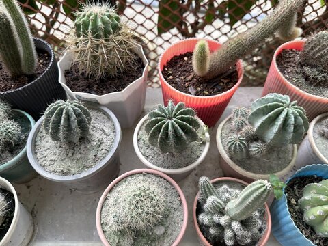 Various potted cacti showing distinct shapes and spine arrangements are displayed closely together outdoors