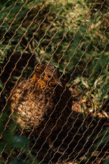 cabot's tragopan behind chainlink fence at Woodland Park Zoo in Seattle, WA