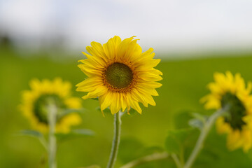 Fototapeta premium Gorgeous Sunflowers in Full Bloom Flourishing Under a Brilliantly Clear Blue Sky