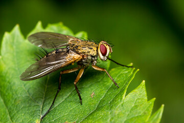 fly on a green leaf. wildlife. colorful detailed macro photo of an insect. close-up. space for text. screensaver. bokeh