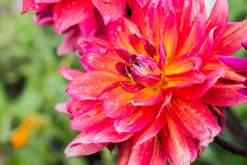 scarlet dahlia. colorful detailed macro photo of a flower. blurred background with highlights, bokeh. space for text. natural beauty. close-up.