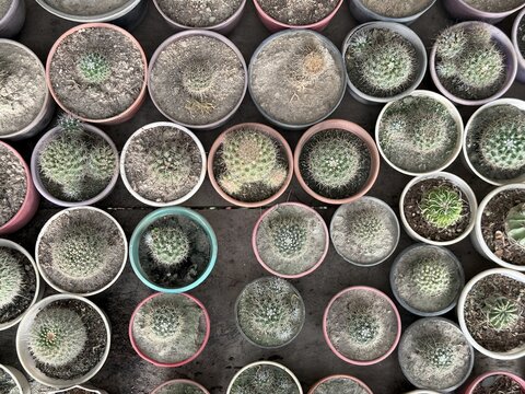 Overhead arrangement shows numerous small potted cacti plants with sharp spines on a black surface