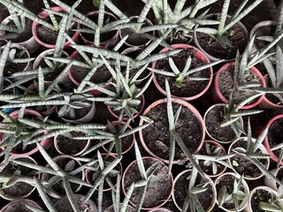 Overhead shot features many star sansevieria plants in pots, each displaying unique patterns and textures