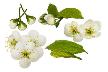 collection of white cherry or plum blossoms, showcasing delicate flowers, tight buds, and vibrant green leaves, isolated photograph on transparent background.