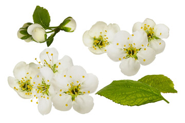 detailed photograph of multiple clustered white spring blossoms, unopened buds, and vibrant green leaves isolated on black.