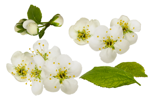 detailed photograph of multiple clustered white spring blossoms, unopened buds, and vibrant green leaves isolated on black.