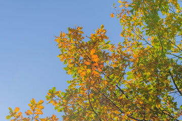 The Vibrant Autumn Foliage Stands Out Against a Beautiful Clear Sky on an Idyllic Day
