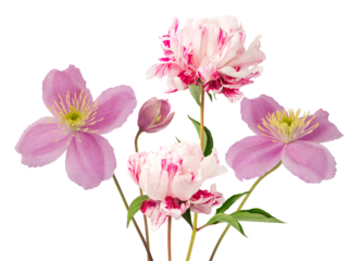 beautiful photograph featuring luxurious striped pink peony blossoms and vibrant pink clematis blooms, isolated on black.