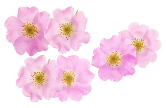 detailed photograph showing a cluster of five delicate light pink wild rose blooms with prominent yellow centers, isolated on black.