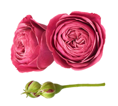 stunning raspberry pink garden roses, possibly david austin variety, featuring two lush, full blooms and two closed buds isolated on a transparent background.