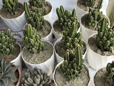Several small potted cactuses and succulents fill the with a natural, earthy texture