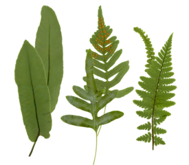 assortment of three distinct green fern fronds, showcasing varying leaf shapes and textures, including one with spores, isolated on black.
