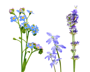 diverse floral composition showcasing blue forget-me-nots, star-shaped purple scilla blooms, and a tall spike of aromatic lavender flowers isolated on black.