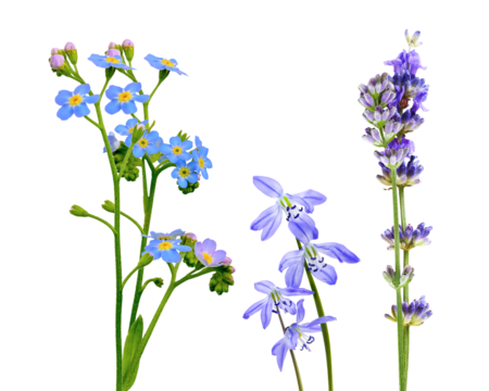 diverse floral composition showcasing blue forget-me-nots, star-shaped purple scilla blooms, and a tall spike of aromatic lavender flowers isolated on black.