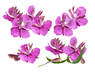vibrant magenta fireweed, or great willowherb (chamerion angustifolium), flowers clustered on a stem with unopened buds, isolated on black.