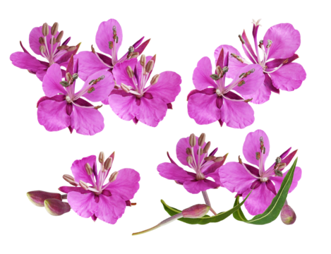 vibrant magenta fireweed, or great willowherb (chamerion angustifolium), flowers clustered on a stem with unopened buds, isolated on black.