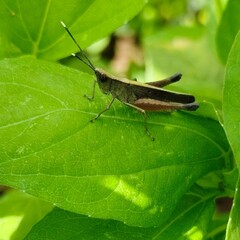 A detailed close-up of a Javanese grasshopper resting on natural foliage, highlighting its rich earthy tones and intricate body patterns. Captured in soft natural light.