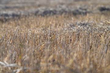 Obraz premium Golden Harvest Field in a beautiful landscape, showcasing natures bounty and abundance