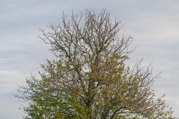 Trees Against a Cloudy Sky, Symbolizing Resilience and Natural Beauty in the Environment