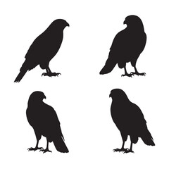 Cooper’s Hawk Silhouettes