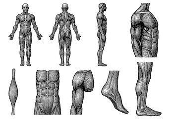 Detailed anatomical diagrams of human muscular system in vintage engraving style