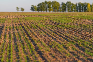 A vibrant green crop field flourishing under a clear blue sky, showcasing natures beauty