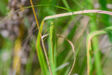 A CloseUp View of a Green Grasshopper that is Camouflaged Within the Grass Environment