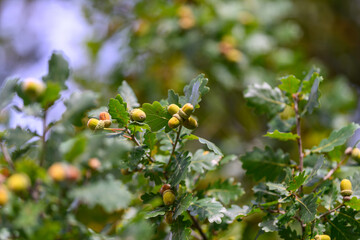 A closeup view of Oak Tree Acorns nestled amongst lush green leaves in a vibrant environment