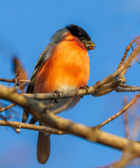 Eurasian bullfinch, Pyrrhula pyrrhula. A male bird sits on a branch, eating maple seeds