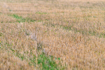 A stunningly beautiful golden field landscape adorned with vibrant wildflowers and lush grass