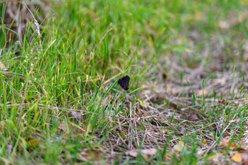 A Serene Butterfly Resting Gracefully in a Lush, Green Grass Landscape, Truly Beautiful