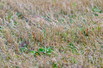 Dried Grass Landscape in Late Summer a beautiful display of natures colors and textures
