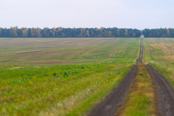 A Serene Dirt Road Meanders Through Expansive Green Fields, Inviting Peace and Quiet
