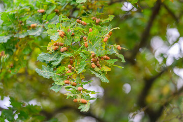 An Oak Tree Branch adorned with Acorns and Leaves set in a beautiful Natural Environment