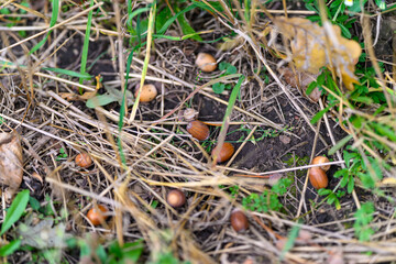 The Richness of Nature Exploring Acorns and the Soil During the Beautiful Autumn Season