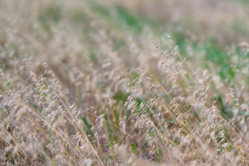 Golden Prairie Grasses Bathed in Soft, Gentle Natural Light, Perfect for Capturing Beauty