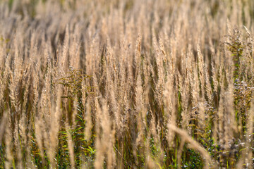 Fototapeta premium Golden Grasses in a Serene Field Beautifully Capturing Natures Unparalleled Beauty