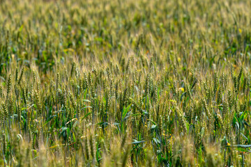 Obraz premium The Golden Fields of Grain Are Fully Ready for the Upcoming Harvest, Awaiting Farmers