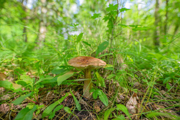 A Beautiful Mushroom Surrounded by Lush, Vibrant Greenery in a Peaceful Forest Setting