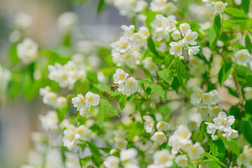 The exquisite and fragrant Blooming Jasmine Flowers in the delightful season of Springtime
