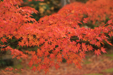 真っ赤な紅葉のグラデーション