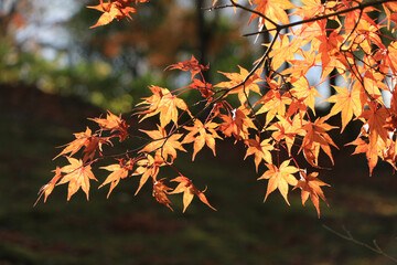陽に照らされた紅葉