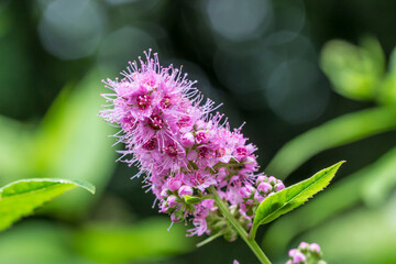 pink spirea flowers on a blurred background with bokeh. space for text. colorful flower photo. close-up. beautiful screensaver.