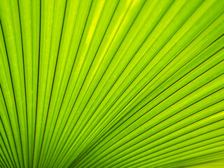 Obraz premium Palm leaf background summer mockup abstract dark green nature gradient forest spring season, fresh growth tree, card for forest envionronment ecosystem zero carbon change, summer template.