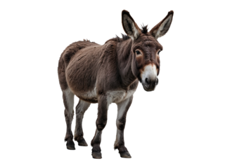 Isolated Farm Donkey. Generative Ai