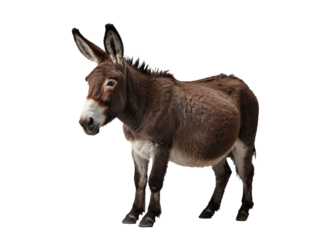 Isolated Farm Donkey. Generative Ai