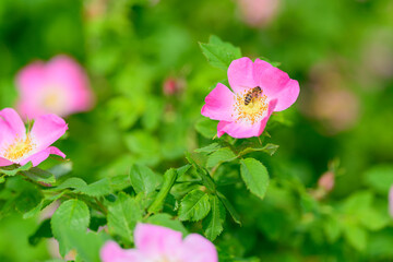 Delicate Pink Wildflowers are blooming beautifully in a serene Natural Landscape that captivates