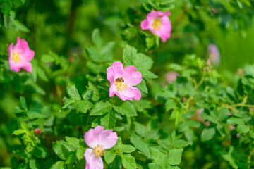 Beautiful Pink Wildflowers are in Amazing Bloom, showcasing the beauty of natures flora