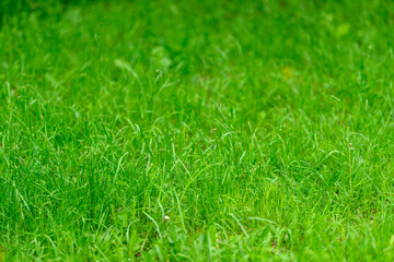 Lush green grass is absolutely perfect for embracing nature and outdoor themes beautifully