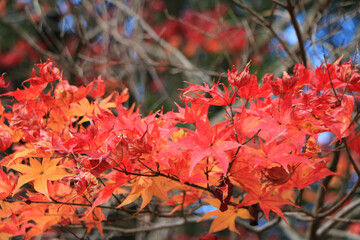 真っ赤な紅葉のグラデーション